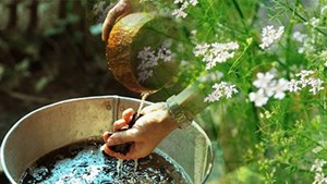 Mùi già – Hương vị Tết cổ truyền 