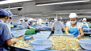 Hạt điều Việt Nam chiếm đến 98% tổng giá trị nhập khẩu điều của Mỹ