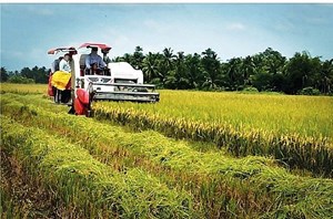 Xuất khẩu gạo cao kỷ lục, dự kiến tiếp tục thuận lợi trong năm 2024