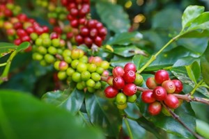 Việt Nam xuất khẩu 230.000 tấn cà phê trong tháng 1/2024