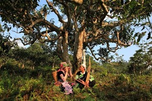 Phát triển bền vững vùng chè Shan tuyết cổ thụ: Nâng cao giá trị kinh tế và bảo tồn di sản văn hóa