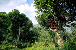 Đặc sản Shan tuyết và hành trình bảo tồn di sản