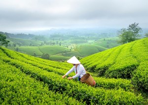 Khám phá lịch sử văn hóa trà Việt Nam