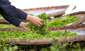 Phân biệt quá trình oxy hóa và lên men trong chế biến trà
