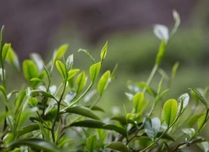 Trà vụ mùa xuân: Tinh hoa của đất trời