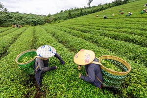 Hành trình của một búp trà: Từ đồi chè đến chén trà văn hóa