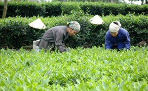 Một ngày của người nông dân trên đồi chè