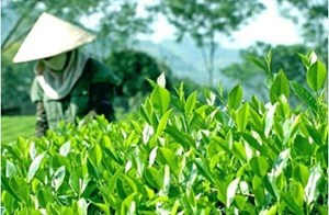 Chè xuân Thái Nguyên: Được mùa, được giá, nông dân phấn khởi