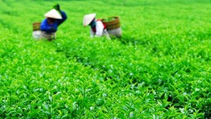 Hương vị xứ trà Thái Nguyên: Đặc sản trà xanh nức tiếng miền Bắc