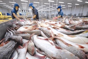 Brazil là thị trường nhập khẩu cá tra lớn thứ 4 của Việt Nam