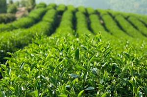 Bảo Lộc – Vùng đất của dòng trà ô long nức tiếng