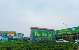 HTX Chè Hảo Đạt: Phát triển du lịch sinh thái gắn với hoạt động sản xuất 