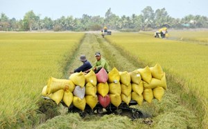 Xuất khẩu gạo tiếp tục tăng mạnh