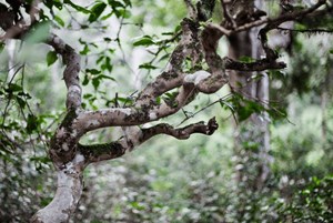 Bạch trà Shan tuyết vụ xuân: Tinh khôi như tuyết