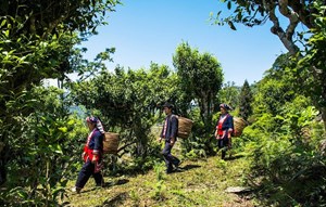 Hà Giang có nhiều sản phẩm chè Shan tuyết đạt giải thưởng trong cuộc thi trà tại Australia