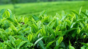 Nguồn gốc tên khoa học Camellia Sinensis của cây trà