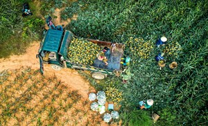 Đẩy mạnh liên kết chuỗi, gia tăng giá trị nông sản