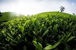 Vì sao trà Việt khó bước vào phân khúc cao cấp toàn cầu