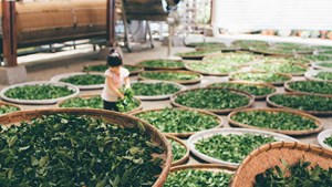 Nghệ thuật diệt men – Bí quyết tạo nên hương vị trà đỉnh cao