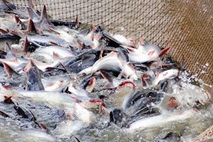 Mỹ nâng thuế chống bán phá giá đối với cá tra Việt Nam