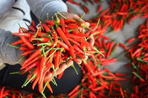 Lý do Hàn Quốc tái kiểm tra ớt cay nhập khẩu từ Việt Nam