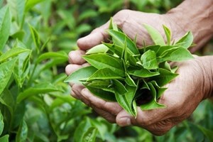 Có bao nhiêu caffeine trong lá trà?