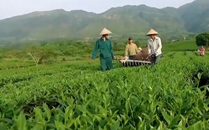 Nông dân trồng trà Thái Nguyên chuyển đổi số: Đưa trà Việt vươn xa