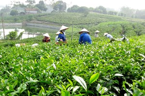 Trà đinh Tân Cương - Tinh hoa trà Thái Nguyên