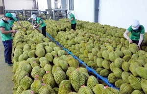 Nông sản Việt chinh phục thị trường EU: Từ áp lực kiểm định đến cơ hội nâng tầm giá trị