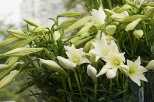 Bản tin Tiêu dùng: Hoa loa kèn đầu mùa giá chát vẫn hút khách mua