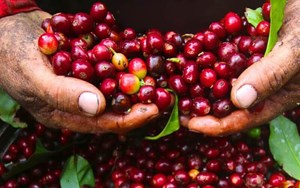 Xuất khẩu cà phê hướng tới kỷ lục 8 đến 10 tỷ USD trong năm 2025