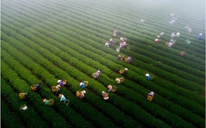 Cơ hội mở rộng thị trường cà phê và trà Việt Nam từ triển lãm quốc tế