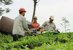 Chăm sóc cây chè sau thu hoạch: Đảm bảo mùa vụ mới bội thu