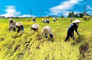 Ngành nông nghiệp Việt Nam: Tự tin với mục tiêu xuất khẩu đạt 54-55 tỷ USD