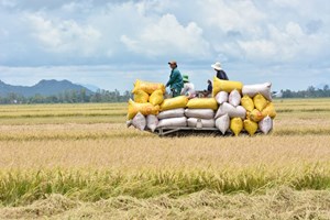Xuất khẩu gạo thu về 1,4 tỷ USD