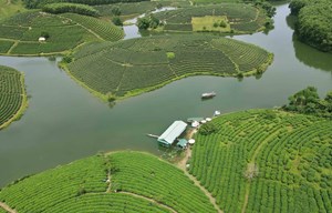 Đảo chè Cầu Cau - Vẻ đẹp hoang sơ giữa lòng thiên nhiên