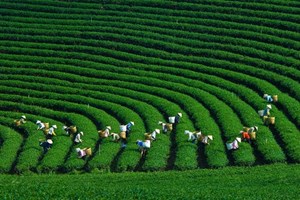 Nâng tầm giá trị chè Việt: Con đường chinh phục thị trường quốc tế