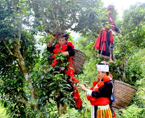 Tuyên Quang: Phát triển du lịch gắn liền với các sản phẩm chè mang lại hiệu quả kinh tế cao