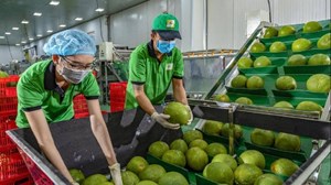 Mở rộng danh mục trái cây xuất khẩu sang Trung Quốc: Cơ hội mới cho bưởi và chanh