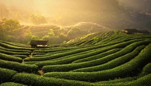 Những vùng trồng trà ở Việt Nam 