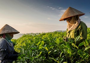 Đệ nhất danh trà Thái Nguyên 