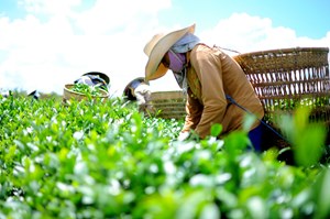 Cần đầu tư phát triển bền vững cho ngành chè