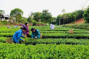 Phong Hải Lào Cai - Cùng ngành chè vượt qua đại dịch 