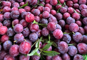 ‘Cherry Việt’ đổ bộ thị trường