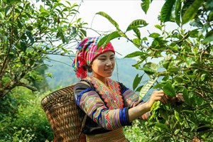 Cú lội ngược dòng của chè Shan tuyết Hồng Thái