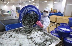 Xuất khẩu tôm sang Trung Quốc giảm mạnh trong quý I