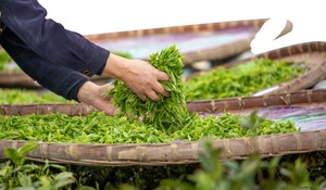 Sản lượng chè xuất khẩu ổn định trong 4 tháng đầu năm