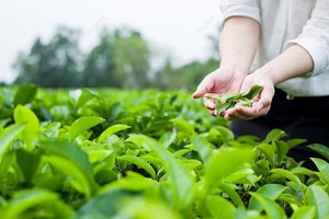 Trà xanh và hành trình định hình lại giá trị trong ngành đồ uống