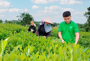 Bảo vệ “hương vị xứ trà” – Hướng tới thương hiệu trà quốc gia