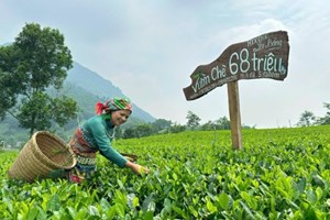 Khám phá du lịch trà Việt, hành trình đi qua hương vị và ký ức